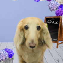 Mダックスフント