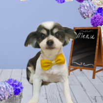 マルチーズ×チワワmix