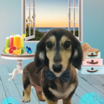 Mダックスフント