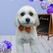 マルチーズ×パピヨンmix