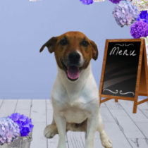 ジャックラッセルテリア