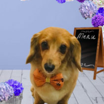 カニヘンダックスフント