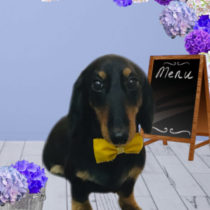 Mダックスフント