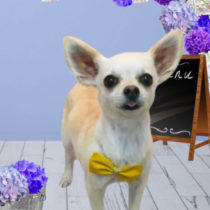 チワワ×トイプードルmix