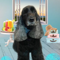 イングリッシュコッカースパニエル