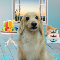 Mダックスフント