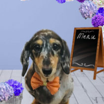 Mダックスフント