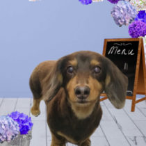 Mダックスフント