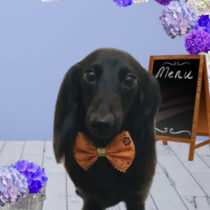 カニヘンダックス