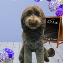 オーストラリアンラブラドゥードル