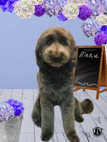 オーストラリアンラブラドゥードル