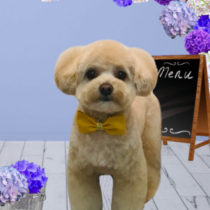 ポメラニアン×トイプMIX