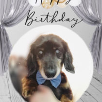 Mダックスフント