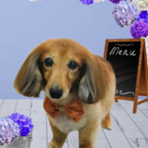 Mダックスフント