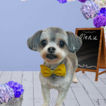 マルチーズ×チワワmix