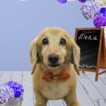 Mダックスフント