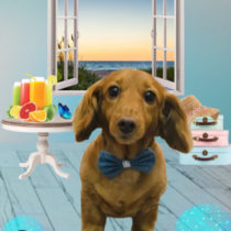 Mダックスフント