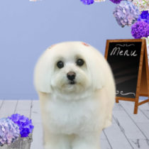 マルチーズ×Mダックスmix