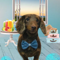 Mダックスフント