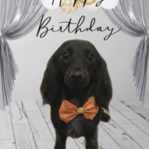 ダックスフント