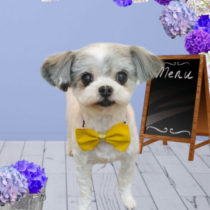 マルチーズ×チワワmix