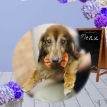 Mダックスフント