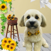 マルチーズ×トイプードルmix