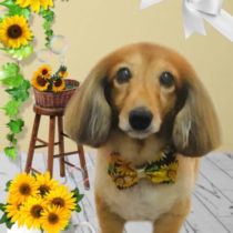 Mダックスフント