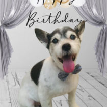 ジャックラッセルテリア