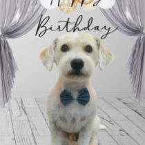 ジャックラッセルテリア