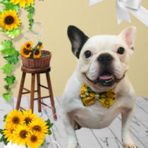 フレンチブルドッグ