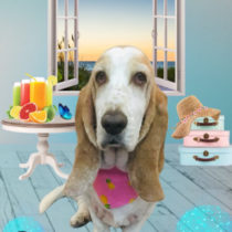 バセットハウンド