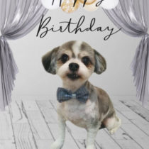 マルチーズ×チワワmix