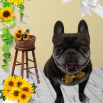 フレンチブルドッグ