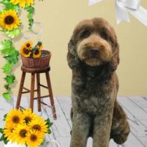 オーストラリアンラブラドゥードル