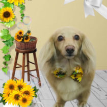 Mダックスフント