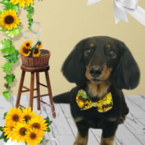 Mダックスフント