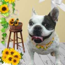 フレンチブルドッグ