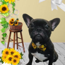 フレンチブルドッグ