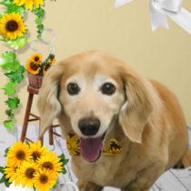 Mダックスフント