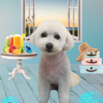 マルチーズ×トイプードルmix