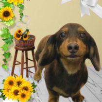 Mダックスフント