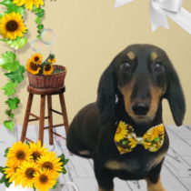 Mダックスフント