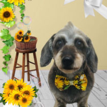 ダックスフント