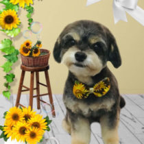 チワワ×トイプードルmix