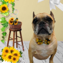 フレンチブルドッグ