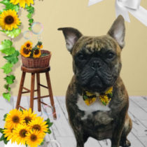 フレンチブルドッグ