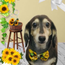 Mダックスフント