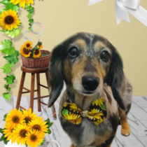 Mダックスフント