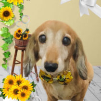 Mダックスフント